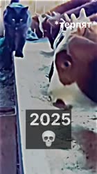 1749191048501.mp4