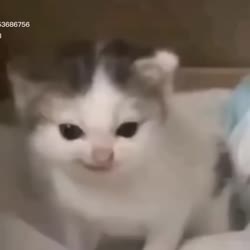 5435.mp4