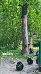 Forest Athlete.mp4