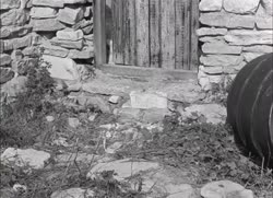 ой, свинья.mp4