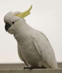 SulphurCrestedCockatoo.jpg