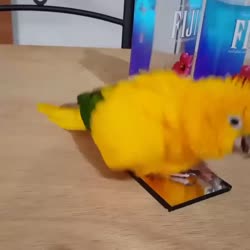 17541721935110.webm