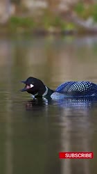 Loons HAUNTING Bird Call Will Give You CHILLS.mp4