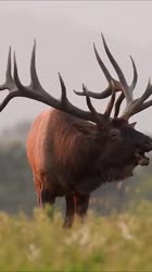 Huge Bull Elk Bugling During The Rut.mp4