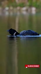 Loons HAUNTING Bird Call Will Give You CHILLS.mp4