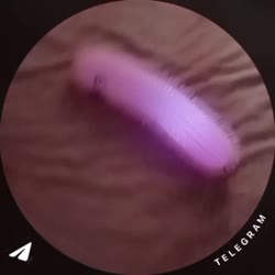 VID20250811212630586.mp4