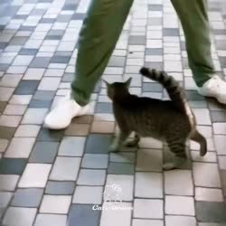 17531999106202.mp4