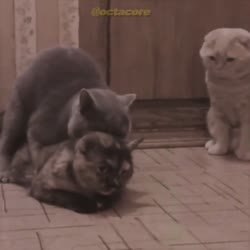 17550191630430.mp4