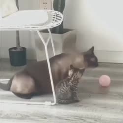 16796120753470.mp4