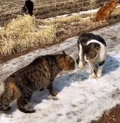 16857348392011.mp4