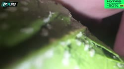 -1807358757433614990.mp4