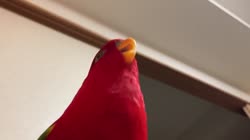149258223456242323-720.mp4