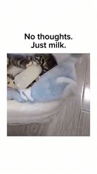 17553499343270.mp4