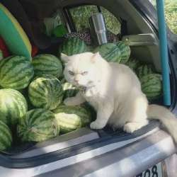 3513b62c5e4b71aa435f959d6c1426cbcropped666x666.webp