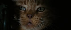 1717364606084073.webm