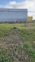 Our most viral video yet. Churro had a good grip on this starling’s neck and it had her by the bea.mp4