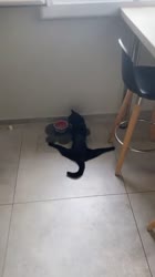 17478156088650.mp4