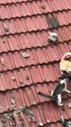 1755263323336.mp4