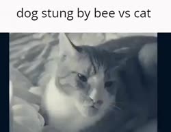1755263663085.mp4