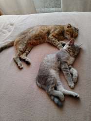 IMG-20250815-WA0004.jpg