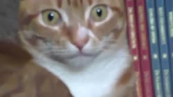17276743086720.webm