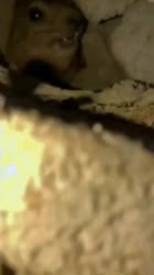 17553149021561.mp4