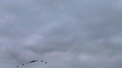 1755286781168.MP4