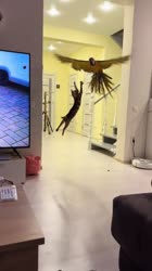 17520618851921.mp4