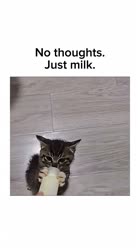 1652366627461.mp4