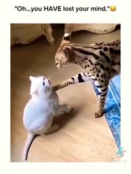 1679032762349.mp4