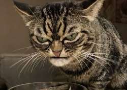 Cat.png
