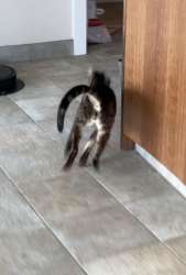 blurry-pictures-of-a-cat-v0-nsi9an9352sa1.jpg