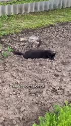 1712581176779.mp4