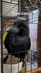 17553491278500.mp4