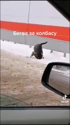 Собака кусает свою ногу за колбасу  жесть контент🤣.mp4