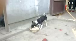 пёс кусает сам себя.mp4