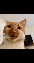 17371202716650.mp4