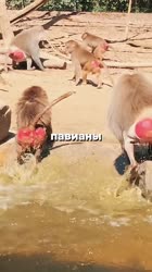 1688264816674.mp4