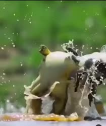 1755542629462062.webm