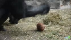 1661198634655143.webm