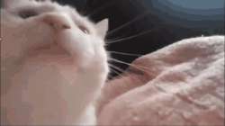 1728982074982.gif