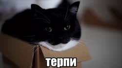 17228838078820.mp4