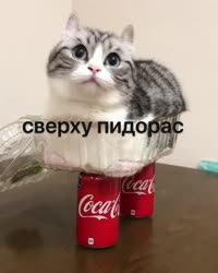 IMG8038.mp4