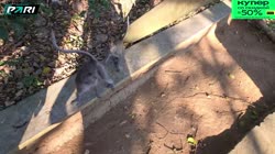 1751909741666589.MP4