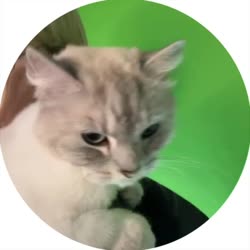 video.mp4