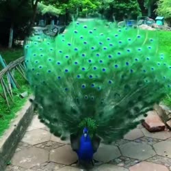1755905842640765.webm