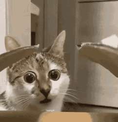 1676408234190387720.gif