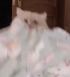 cat-funny-gif-cat.mp4