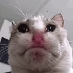 sad.webm