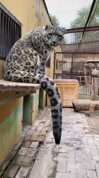 The secret to the old snow leopard’s longevity #animals #love #shorts.mp4